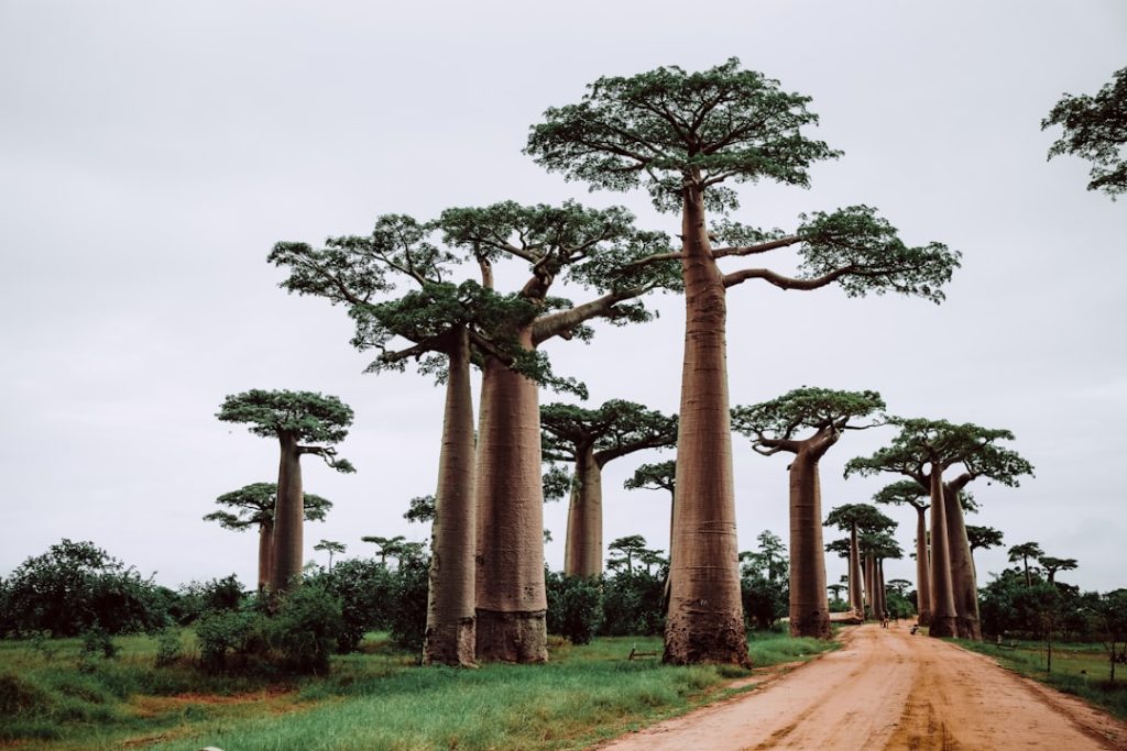 Cartes et plans détaillés de Madagascar